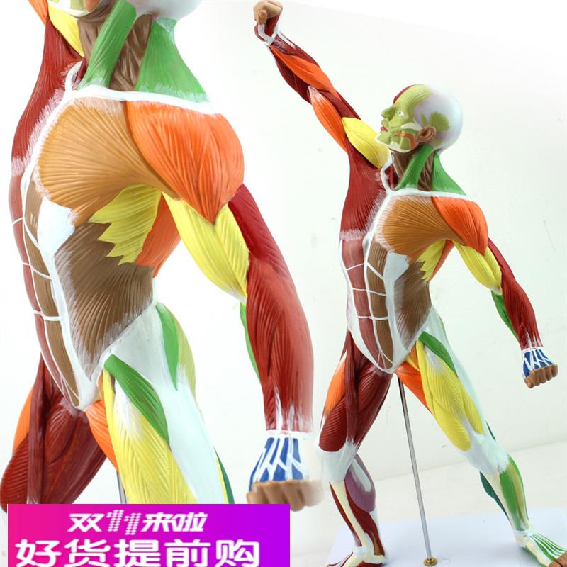 ENOVO颐诺医学美术人体全身肌肉模型 运动肌肉解剖系统健身教学人