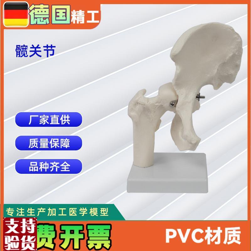 髋关节模型人r体骨骼教学模型器具