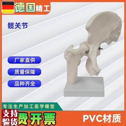 髋关节模型人r体骨骼教学模型器具