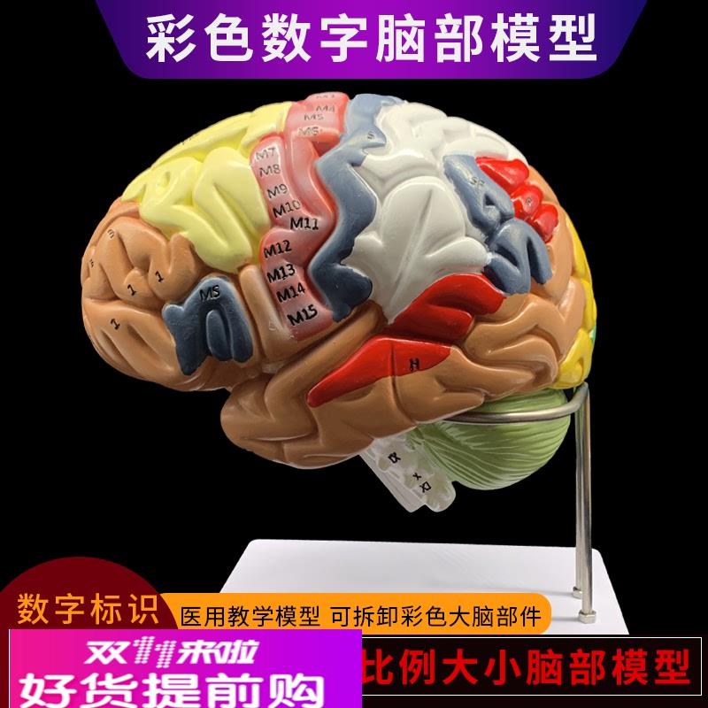 人体大脑分区血管解剖模型医学教学用可拆分附脑动脉神经教具玩具