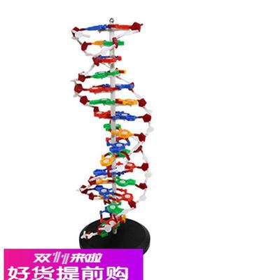 dna模型高中生物课仪器蛋白质二级结构人体细胞医学染色体中学实