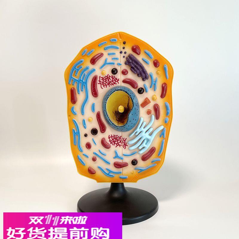 动物细胞模型 细胞核 中学教育装备 生物实验器材 细胞膜 细胞器