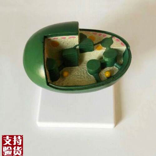 康泰模型b叶绿体植物细胞中学校生物教学仪器实验器材教育装备促