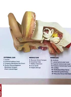 耳模型人耳结构造解剖模s型内耳耳蜗外耳朵听觉系统听力教学模型