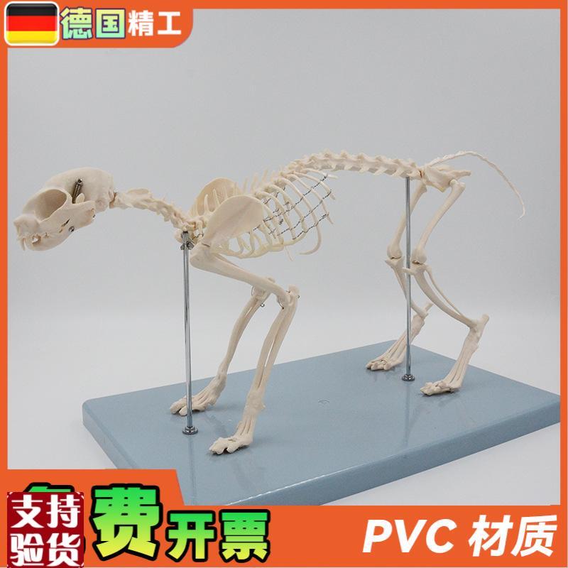 德国】猫骨骼模型猫骨架解剖教具仿真H小猫头骨脊柱关节可拆卸宠