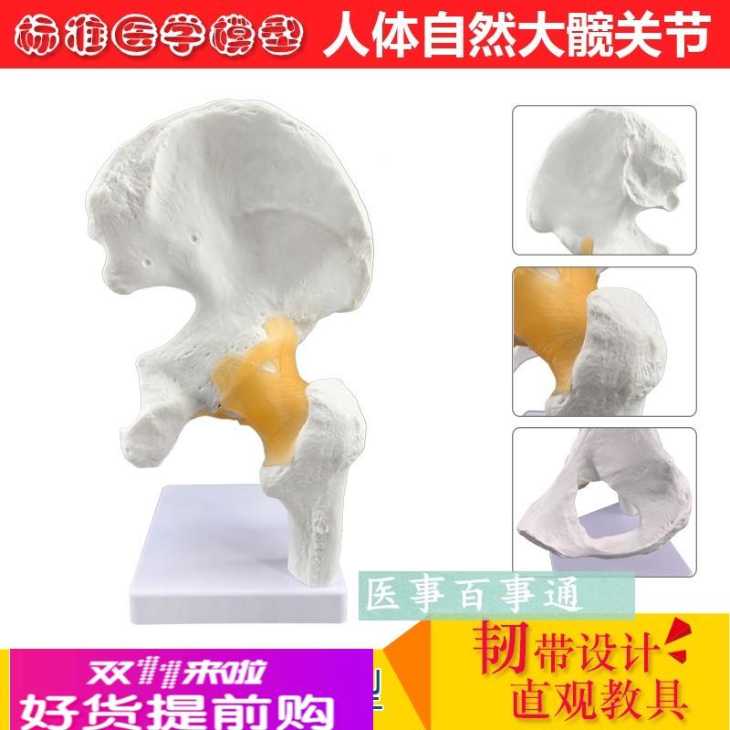 厂价直销大型髋关节模型 人体关节骨骼骨架模型 医用人体标本模型