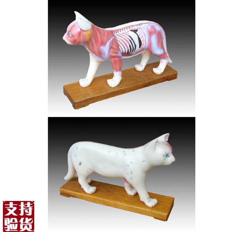 动物中医用猫体针灸模型解剖穴位教学练习训.练标本模具