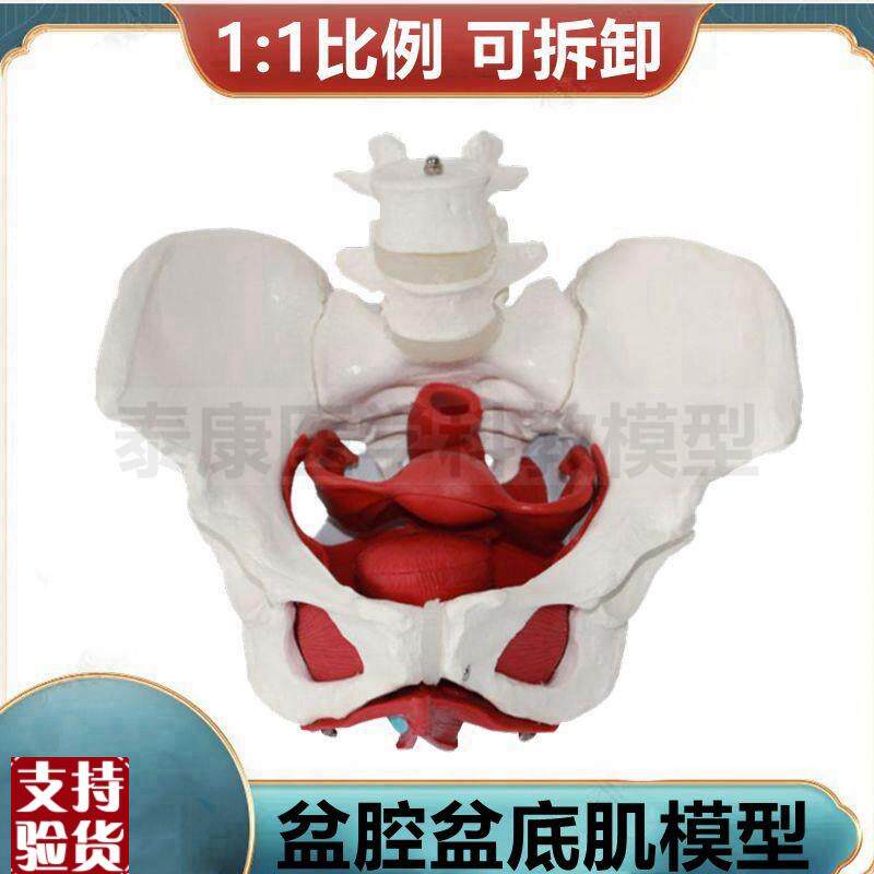 盆底肌模型c拆卸会阴解剖筋膜韧带子宫生殖泌尿器官妇产科月子培