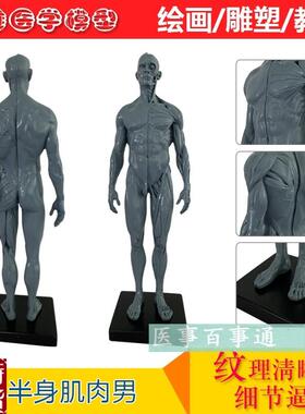 树脂骷髅头绘画半身像人s头骨艺用人体肌肉骨骼解剖结构模型灰色
