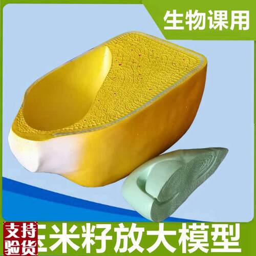 厂家直销玉米籽粒模型胚芽结构种子芽发J育双子叶荠菜胚发育生物