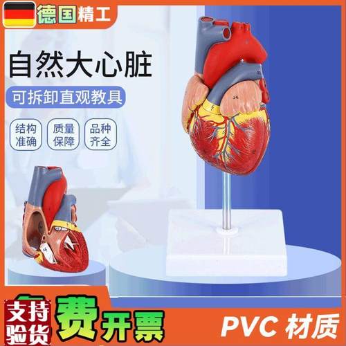 德国】1比1人体自然大心脏解剖模型BI超彩超心内科器官教学数字标