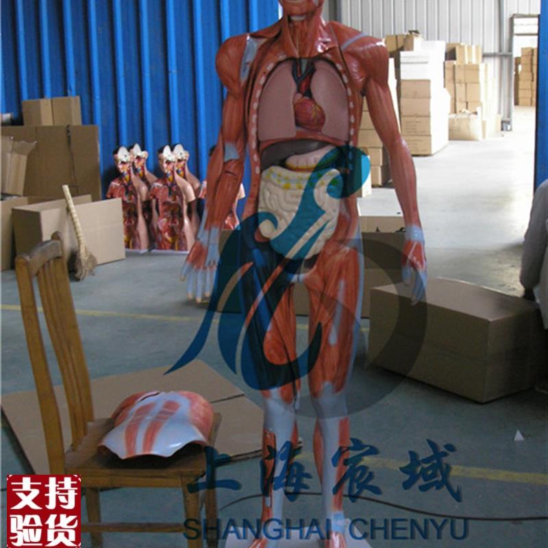 170CM人h体肌肉解剖分解人体全身层次肌肉附内脏解剖模型