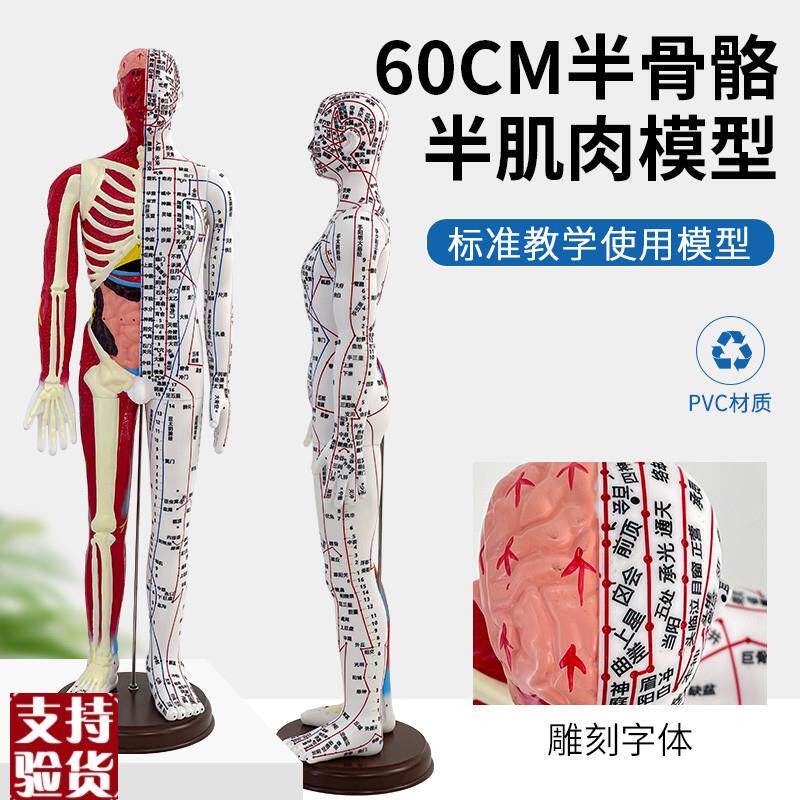 60cm人体针灸穴位模型半肌肉骨骼内F脏经络穴位针灸铜人经络模型