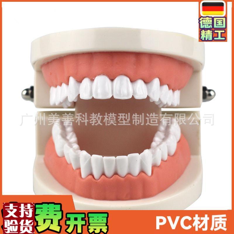 牙齿模型教学模型牙科材料口腔材料假牙模N型口腔模型儿童幼儿园