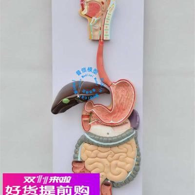 普信 人体消化系统模型 消化道胃剖面 鼻咽喉 大小肠 胃解剖模型