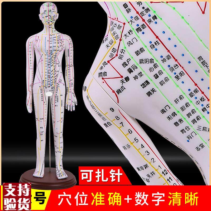 新款彩色白色针灸人体模型男6z2CM女52CM穴位经络针灸模型
