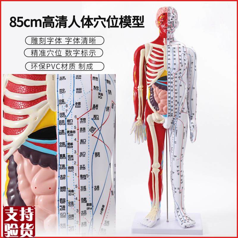 85cmb高清中医针灸穴位模型图教学全身家用十二经络人体解剖大铜