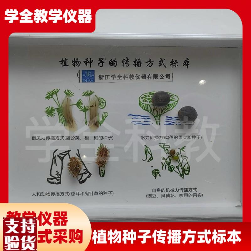 植物种子传播标本高档新款摆y件幼儿园小学教学科学科普自然教材