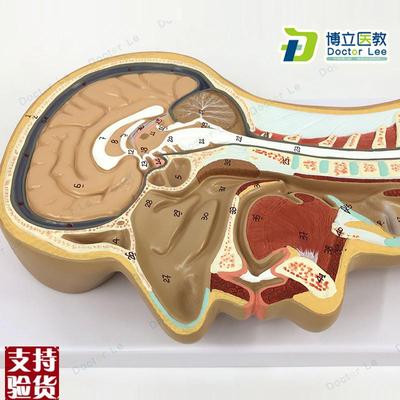 头部正中矢状切i面模型头颅脑模型头部解剖模型耳鼻喉科解剖半头