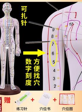 黄河中医针灸穴位模型针灸推拿穴位模型针灸穴位5R2CM彩白色针灸