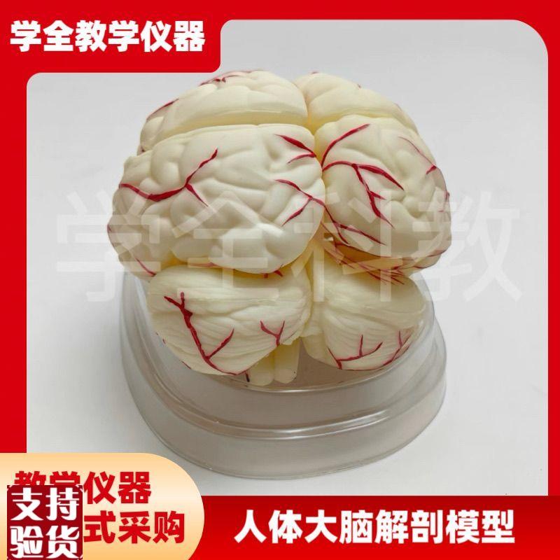 人体大脑解剖模h型区域功能分区结构教学动脉模型构造脑神经可拆