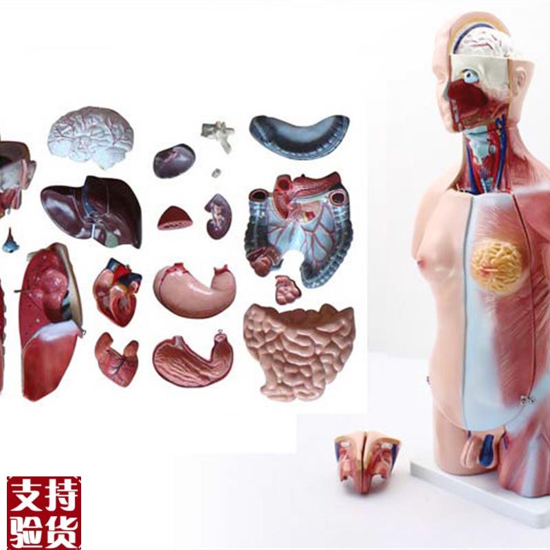 ENOVO颐诺45CM两性t躯干模型人体内脏器官解剖结构模型人体解剖中