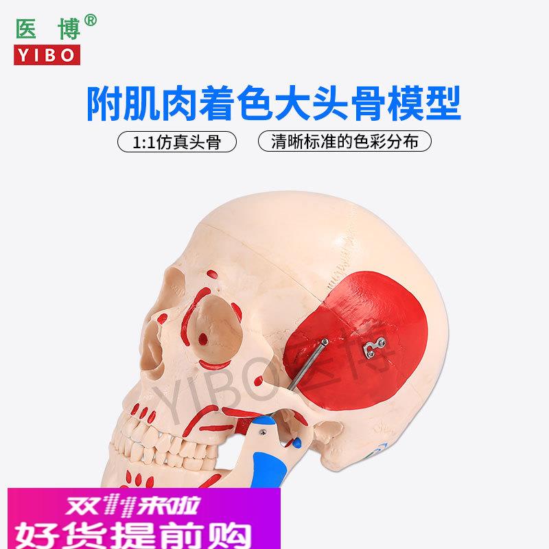 医博 仿真人头骨模型自然大1:1头骨颅骨模型 医学人头骨可拆卸 骷