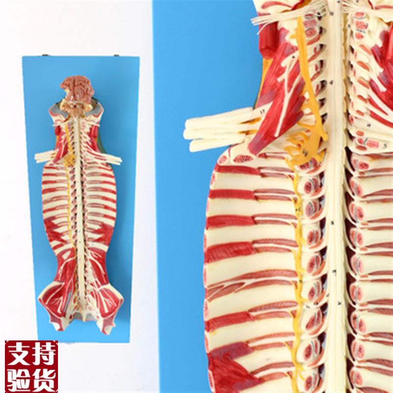 医学人体c椎管内部脊髓神经模型脊柱脊椎腰椎解剖结构
