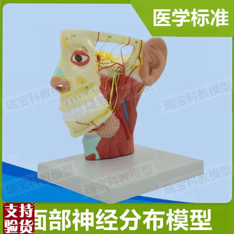 面部神经分布模型动静脉血管深浅层肌肉颅脑外Q科医用解剖医美整