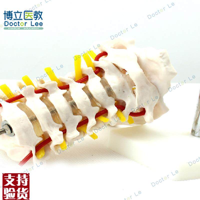 人体颈椎颈动脉模型颈u椎模型人体骨骼标本模型骨科模型