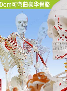 人体170cm骨骼骨架模s型韧带标肌肉起止可弯曲脊柱教学瑜伽健身房