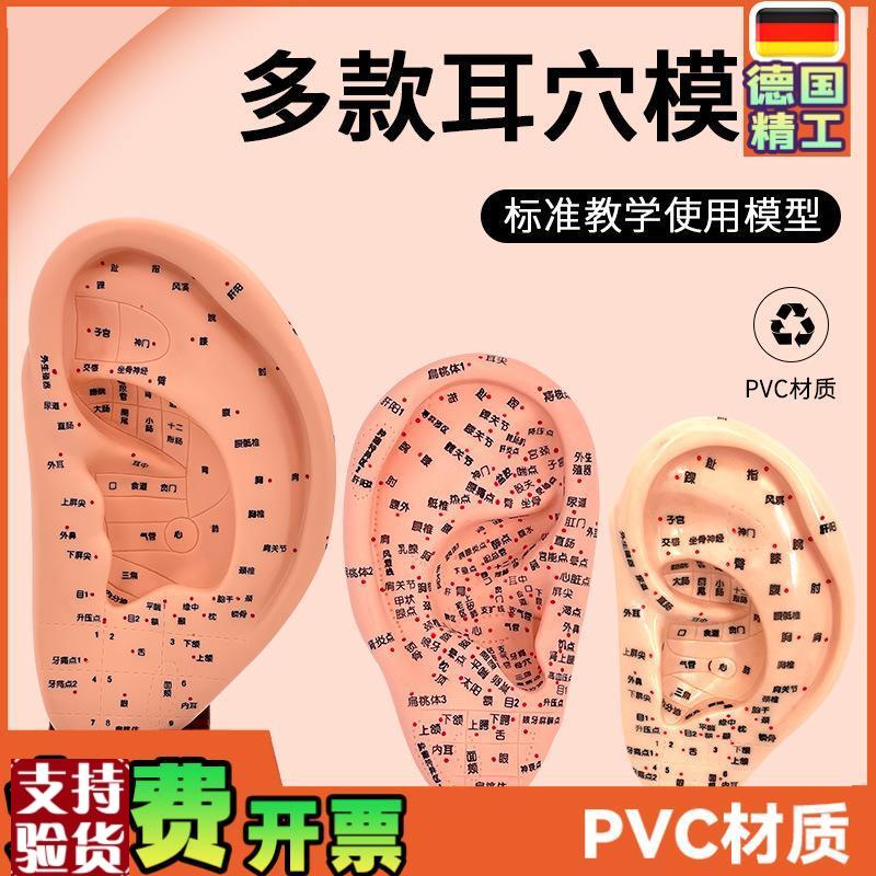超清晰经络通人体针灸穴位u模型针灸耳针穴模型耳模16cm耳朵