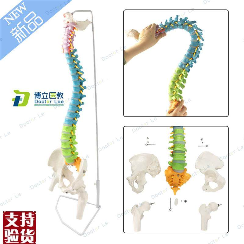 正骨彩色椎体人体脊柱模型人体骨骼C模型大脊椎成人1:1带胸椎骨盆