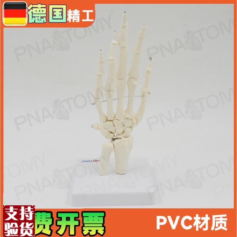 人体手关节模型手k骨尺骨桡骨手骨骼手心手掌部骨骼结构手指头活