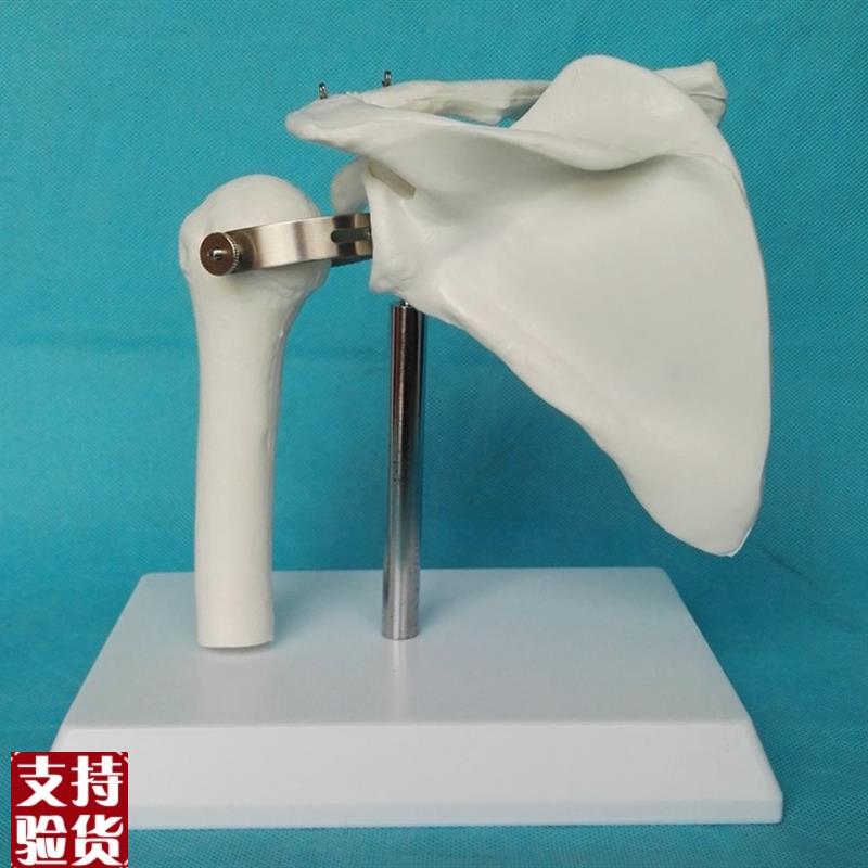 人体1:1肩关节模型骨I骼骨架医用教学讲解