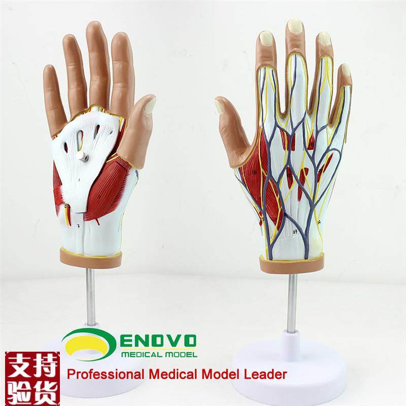 颐诺正品医用人体手解剖肌肉神C经血管模型手部韧带肌腱手关节