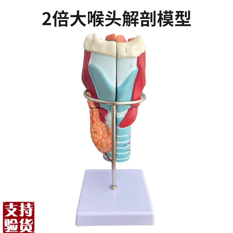 喉头解剖模型2倍放大人体喉部解剖J模型喉咙喉头甲状腺模型