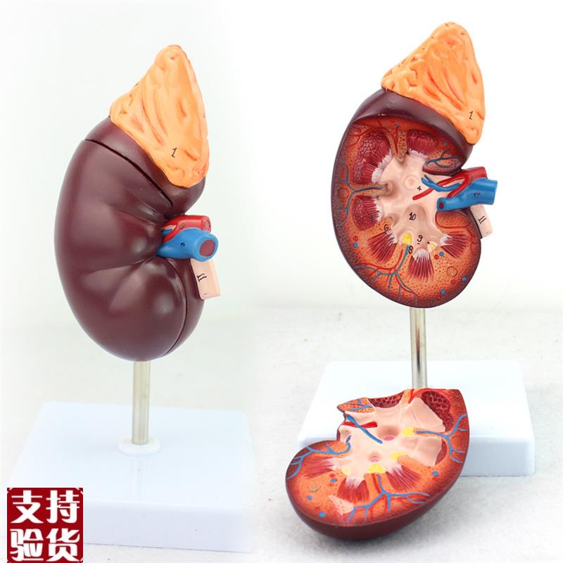 ENOVO颐诺医学人体肾脏解剖模A型肾模型医学泌尿科解剖系统用模型