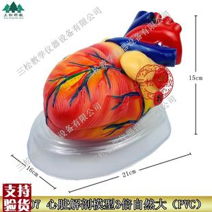 33207心脏解剖模型三倍自然大中学生L物实验器材医学教学模型