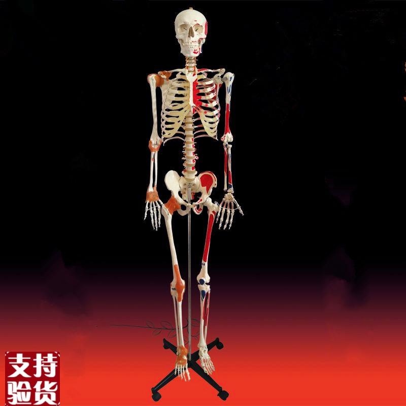 人体骨架模型成人比例176Hcm高头颅脊柱胸腔四肢手脚仿真美术医用