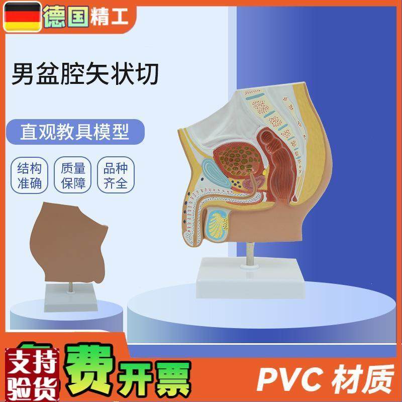 德国】PNTg-0577男性生殖泌尿盆腔系统骨盆正中矢状切模型男盆腔