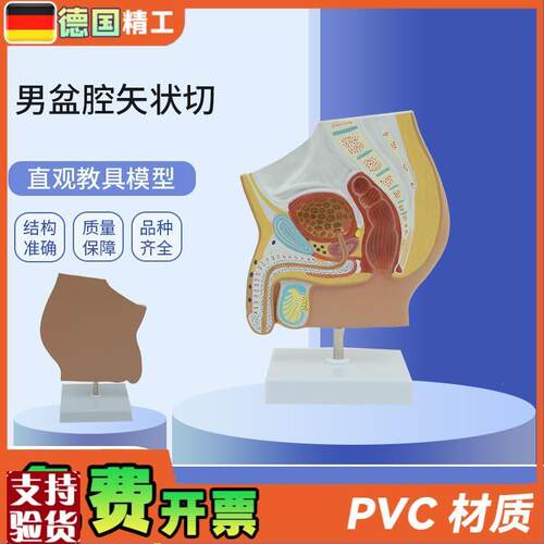 德国】PNTg-0577男性生殖泌尿盆腔系统骨盆正中矢状切模型男盆腔