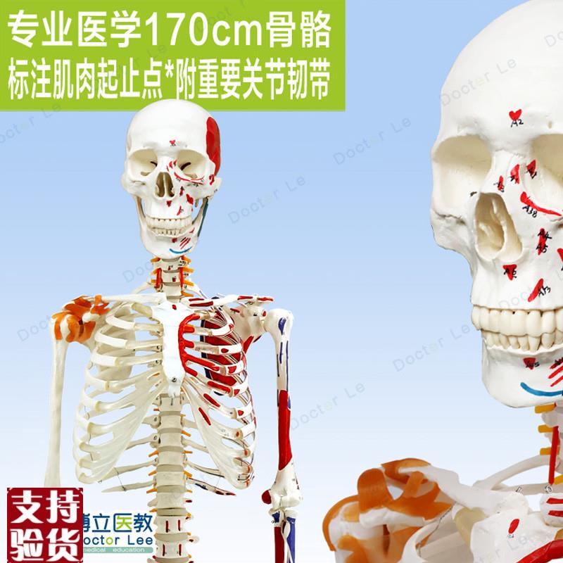 高端医用170CM骨架附肌肉标识韧带脊柱解T剖人体骨骼模型