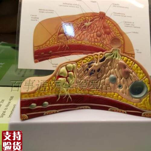 妇女乳房模型解剖健康教育生物生理H实验用具哺乳期培训催乳师