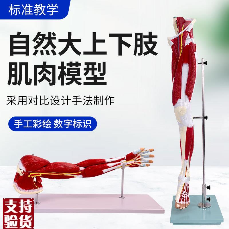 上肢手臂肌肉解剖下肢腿肢肌肉B附血管神经模型人体肌肉构造模型