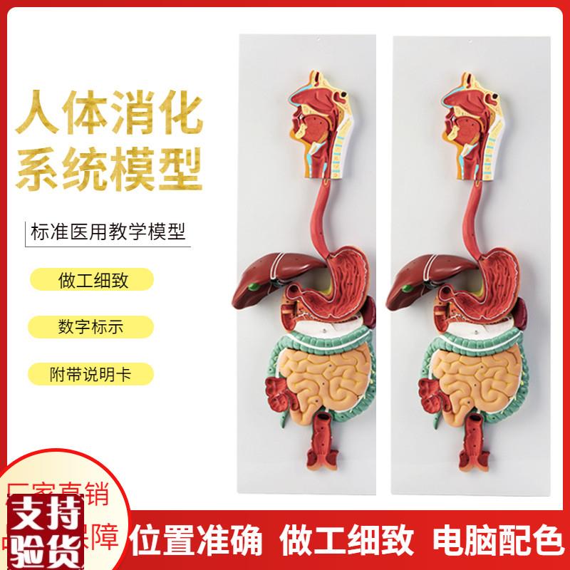 人体消化系e统模型消化道胃剖面鼻咽喉胃解剖模型肛肠科大小肠