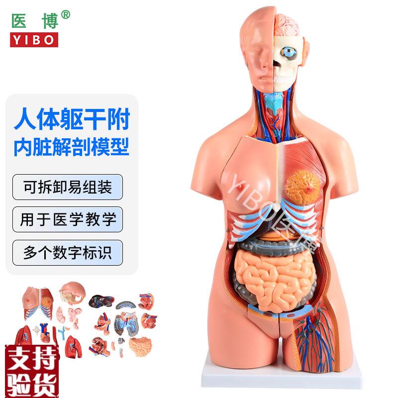 医博人体躯干解刨模型带内脏人体解q肌肉消化系统刨模型人体解刨