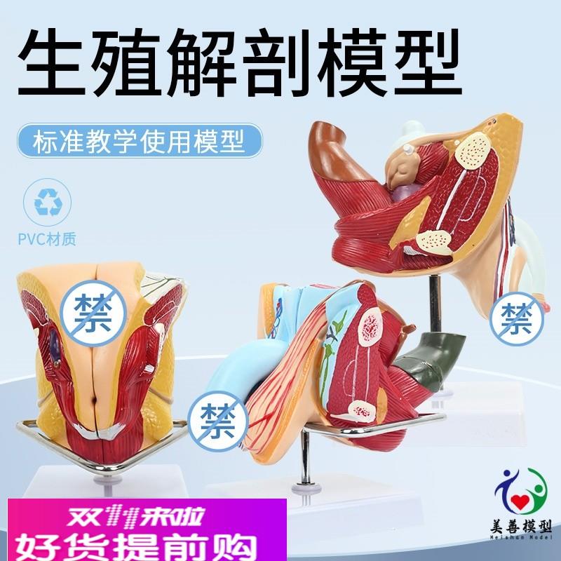 女性生殖器解剖 女性内外生殖器层次解剖模型 阴道子宫解剖模型