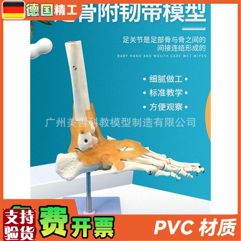 人体医学11人体踝关节模型足关节脚关节手U足外科教学模型