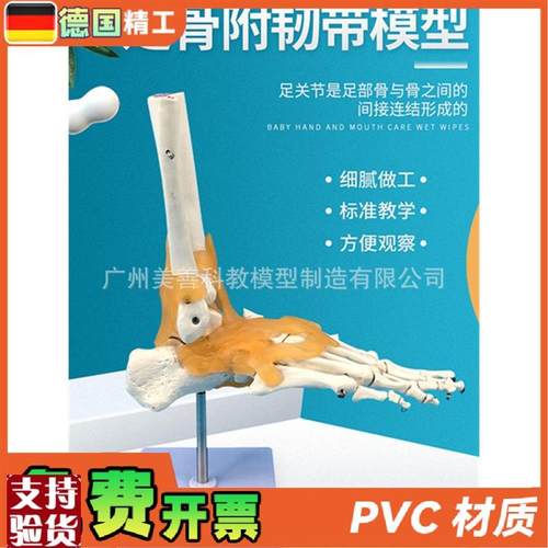 人体医学11人体踝关节模型足关节脚关节手U足外科教学模型